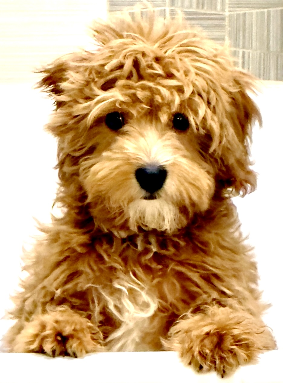 A fluffy golden doodle puppy sitting warmly in a cozy corner